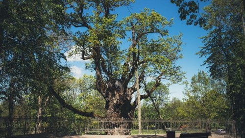 Stelmužės ąžuolas